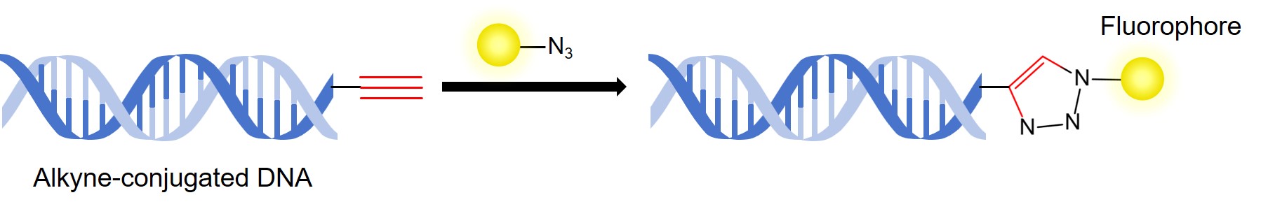 Fig.2 Schematic diagram of DNA labeling by click chemistry. (Creative Biolabs Original)