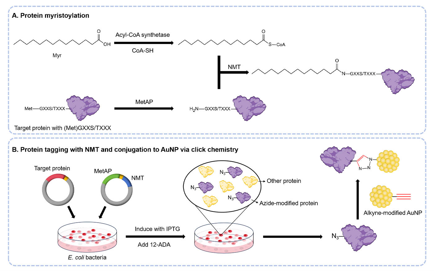 Fig.1 Chemoenzymatic labeling with 12-ADA via NMT and conjugation to AuNP by click chemistry. (Creative Biolabs Original)