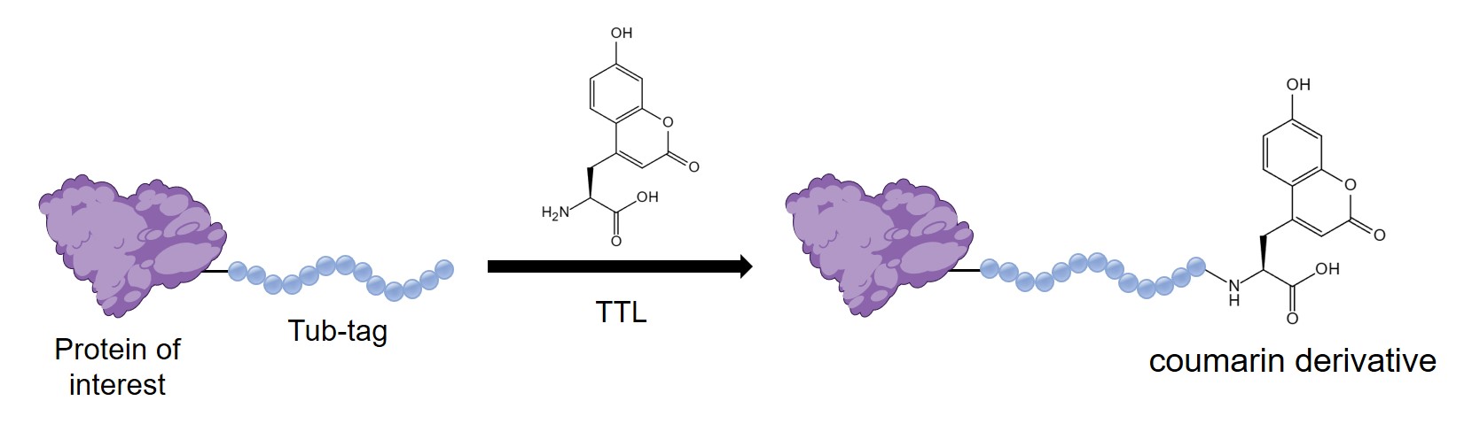 Fig.1 One-step and site-specific protein labeling by tubulin tyrosine ligase. (Creative Biolabs Original)
