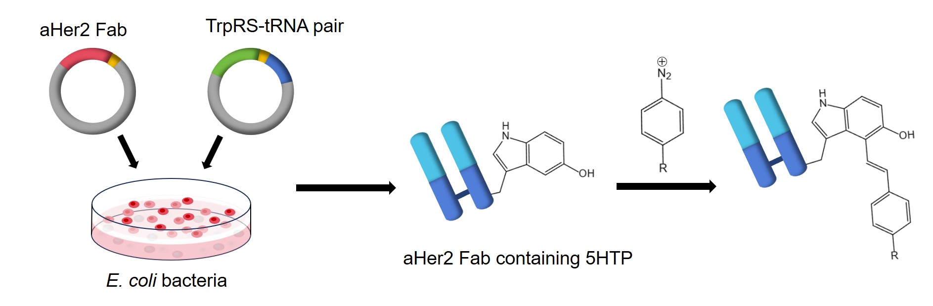 Fig.1 Recombinant expression of 5HTP-containing Fab in ATMW1 cells followed by its site-specific labeling using CRACR. (Creative Biolabs Original)