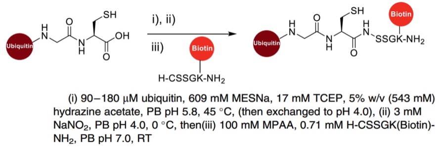 Fig.10 Reactions and conditions of hydrazinolysis for NCys bioconjugation. (Spears & Chudasama, 2023)