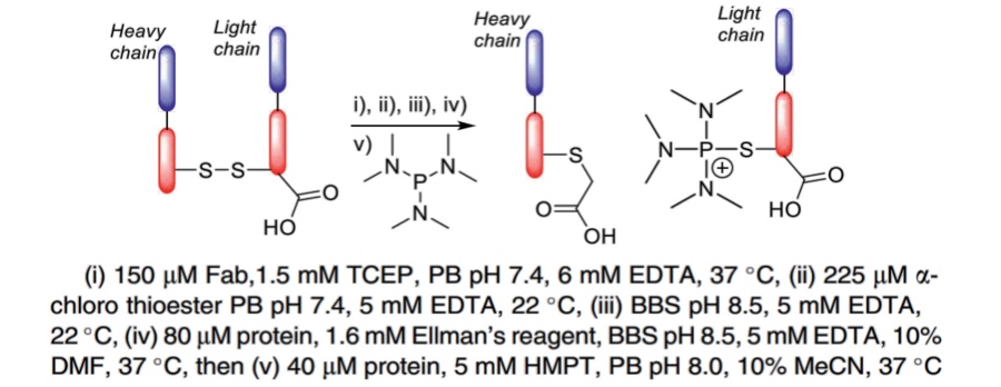 Fig.11 Reactions and conditions of HMPT for NCys bioconjugation. (Spears & Chudasama, 2023)