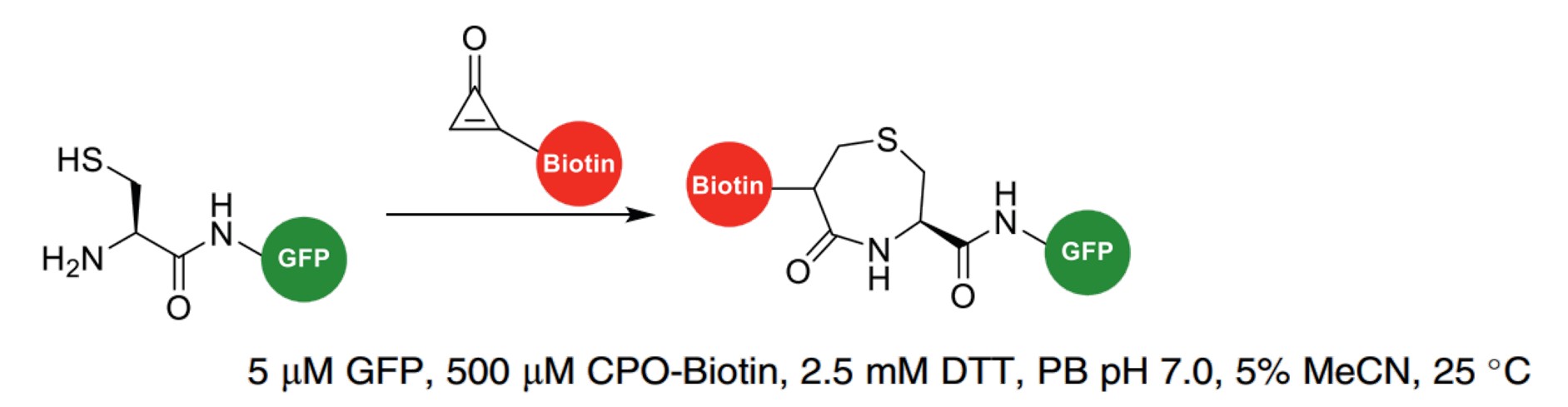 Fig.7 Reactions and conditions of CPO for NCys bioconjugation. (Spears & Chudasama, 2023)