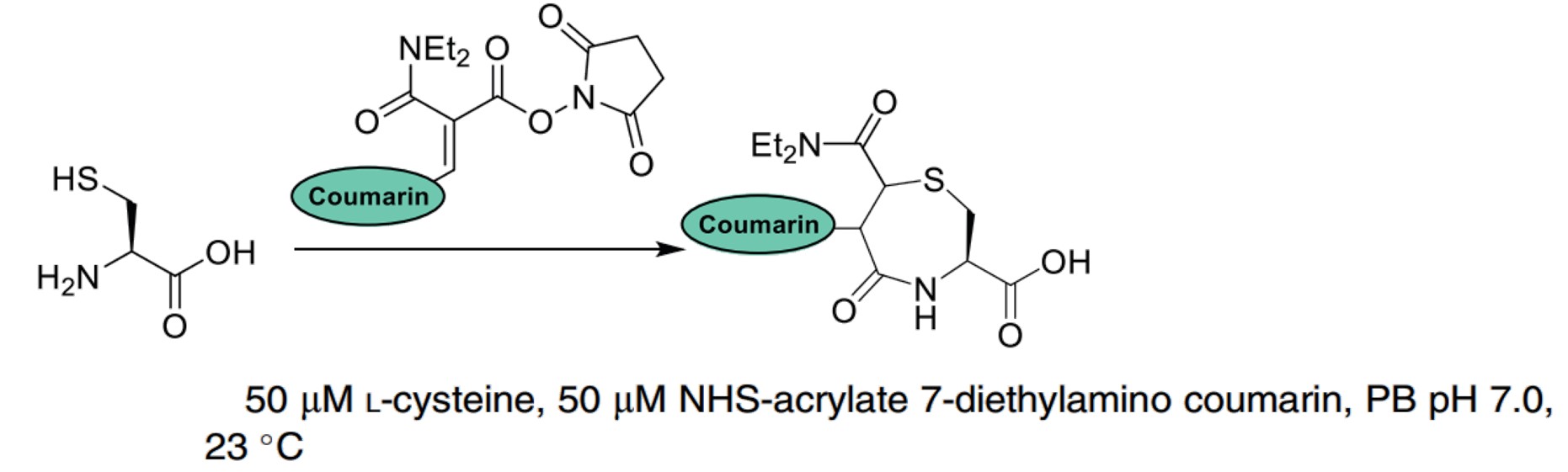 Fig.8 Reactions and conditions of reagents containing NHS esters and acrylate fragments for NCys bioconjugation. (Spears & Chudasama, 2023)