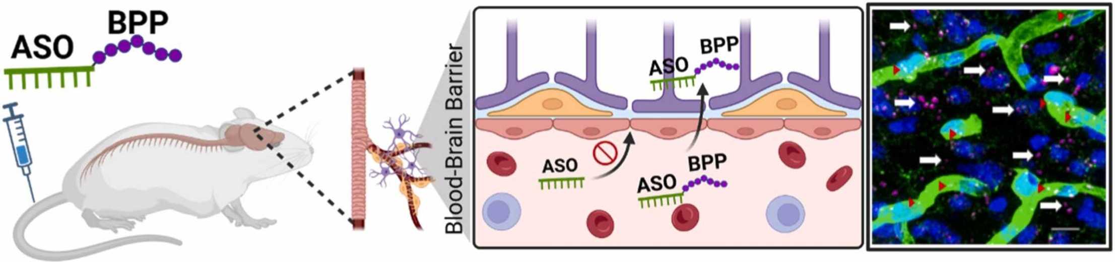 Fig. 1 Following intravenous administration, blood-brain barrier-penetrating peptide facilitates the delivery of its conjugated antisense oligonucleotide into the brain. (OA Literature)