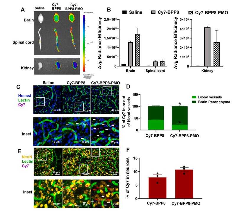 Fig. 4: This figure details the analysis of uptake and quantification of the biodistribution of Cy7-labeled BPP8 and Cy7-BPP8-PMO within the central nervous system. (OA Literature)