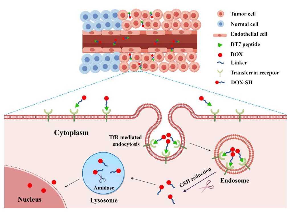 Fig.1 Schematic overview of the DT7-SS-DOX mechanism in TfR-positive tumor cells. (OA Literature)