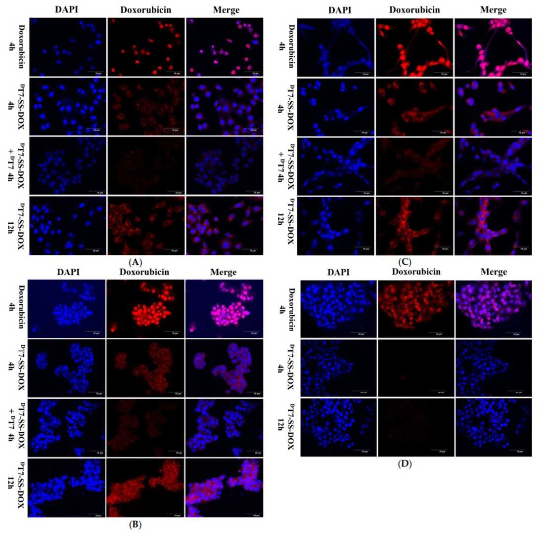 Fig.4 Confocal micrographs of A549 (A), HepG2 (B), U87 (C), and LO2 (D) cells treated with free DOX (10 µM, 4 h) or DT7-SS-DOX (10 µM DOX equiv., 4 and 12 h). (OA Literature)