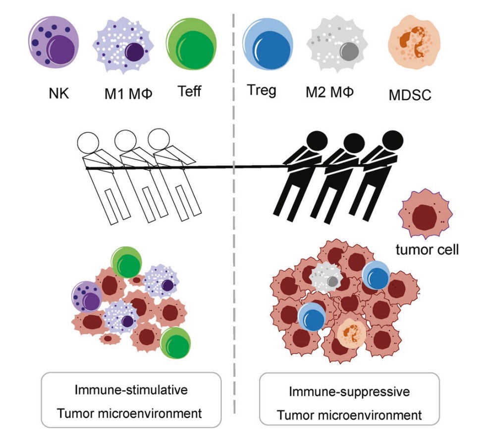Fig.1 Description of different immune cell types in the immunostimulatory and immunosuppressive tumor microenvironment. (OA Literature)