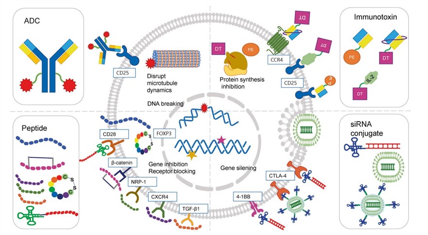 Fig.2 Schematic of the mode of action for drug conjugates targeting regulatory T cells. (OA Literature)