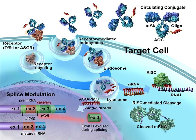 Fig.1 The mechanism of action of antibody-oligonucleotide conjugates (AOCs). (OA Literature)