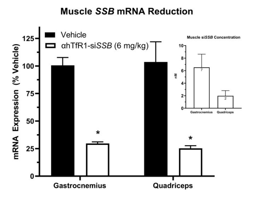 Fig.3 TfR1-siSSB productively delivers siRNA to muscle and produces mRNA reduction in cynomolgus monkeys. (OA Literature)