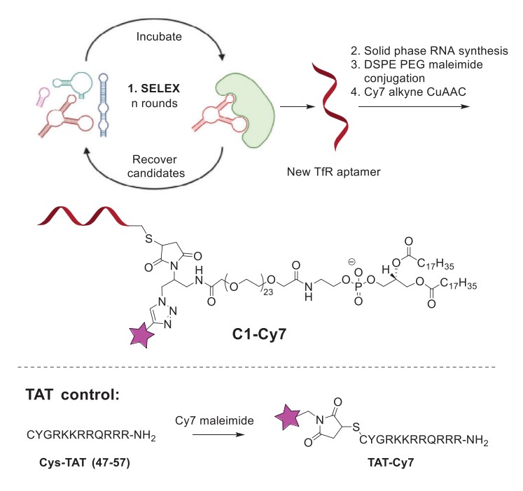 Fig.1 Schematic of the chemical synthesis pathway for C1-Cy7 and TAT-Cy7. (OA Literature)