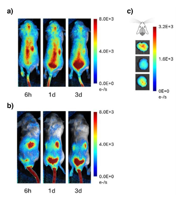 Fig.4 In vivo fluorescence imaging: whole-body distribution of C1-Cy7 (a) and TAT-Cy7 (b), and brain accumulation of C1-Cy7 (c). (OA Literature)