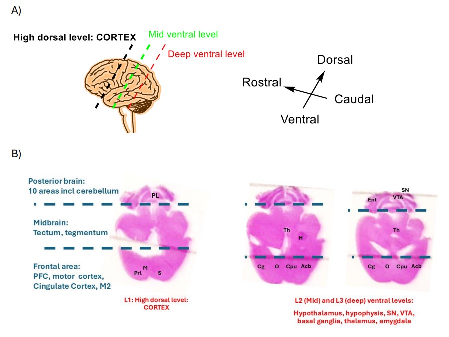 Fig.5 Histological analysis of H&E-stained brain tissue sections. (OA Literature)