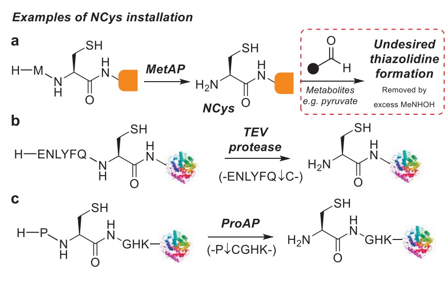 Fig.1 Methods of inserting NCys into the target protein. (Spears & Chudasama, 2023)