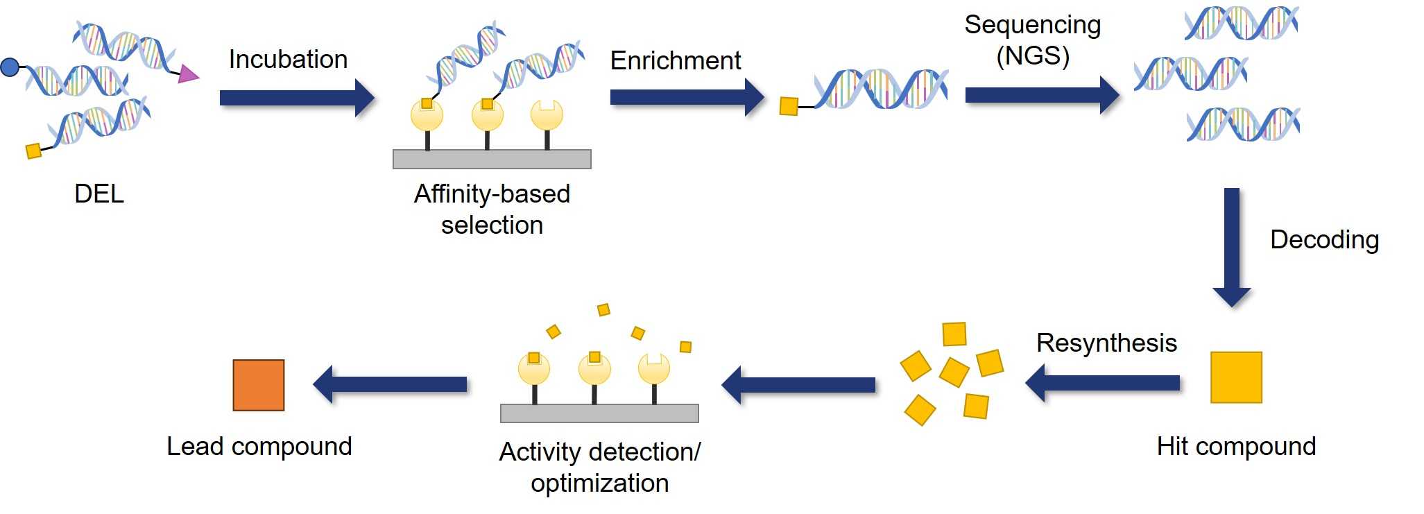 Fig.1 The principle of DNA-encoded library screening. (Creative Biolabs Original)