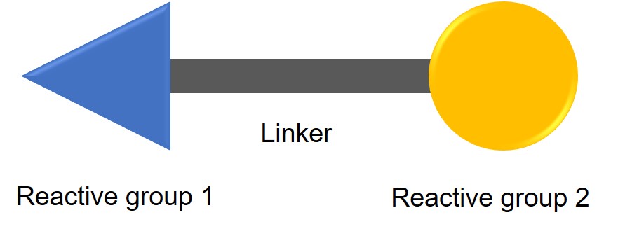 Fig.1 The general design of a heterobifunctional crosslinking agent. (Creative Biolabs Original)