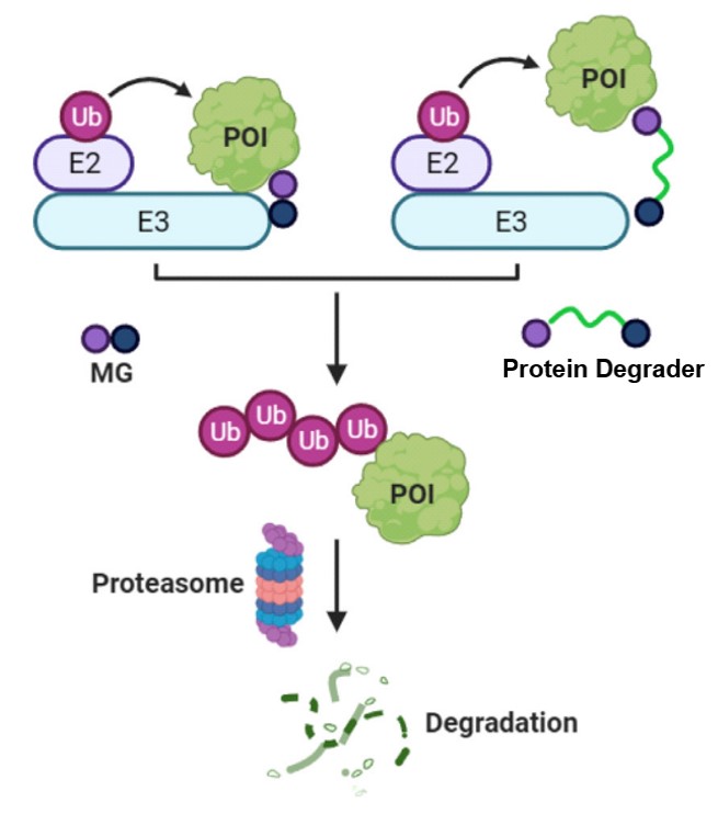 Fig.1 The role of protein degraders in the mechanistic degradation of previously undruggable proteins. (OA Literature)