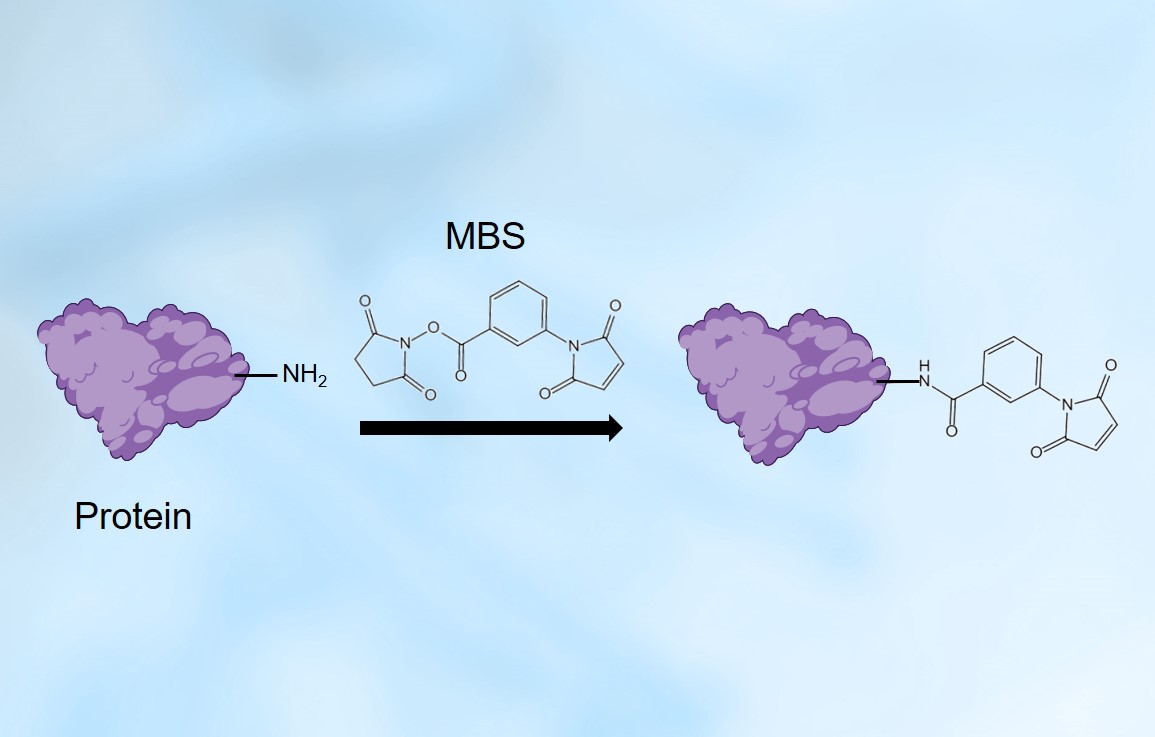 Fig.2 (Creative Biolabs Original)