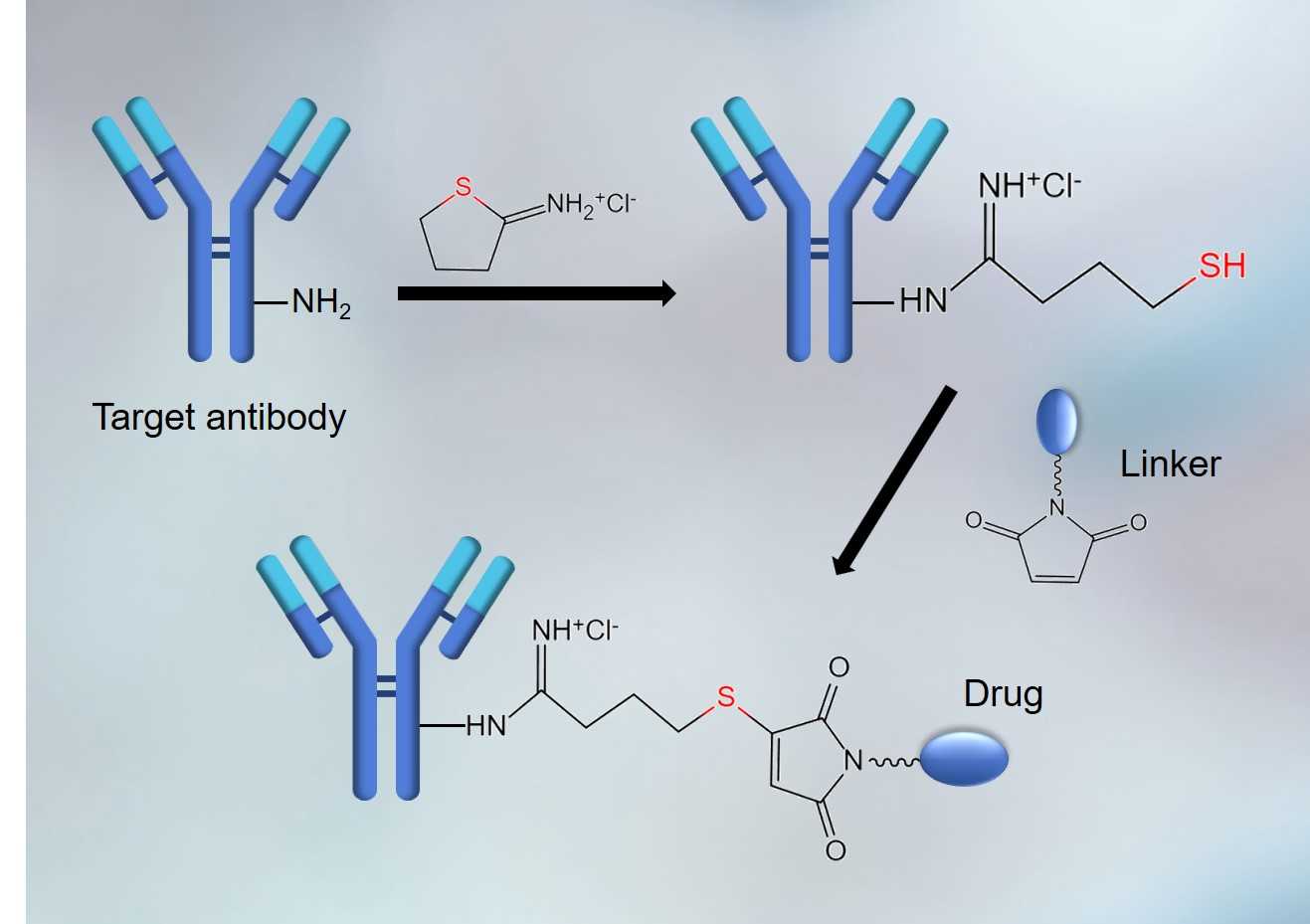 Fig.3 (Creative Biolabs Original)