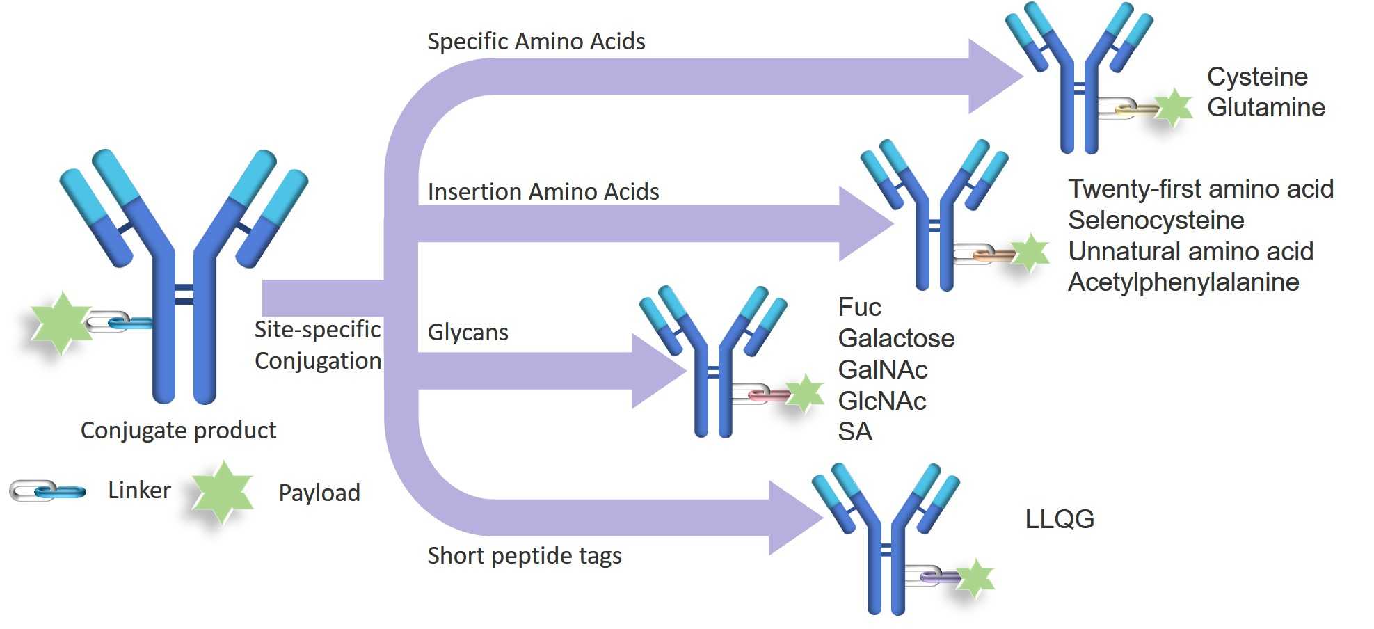 Fig. 1 The application of the site-specific conjugation methods. (Creative Biolabs Original)