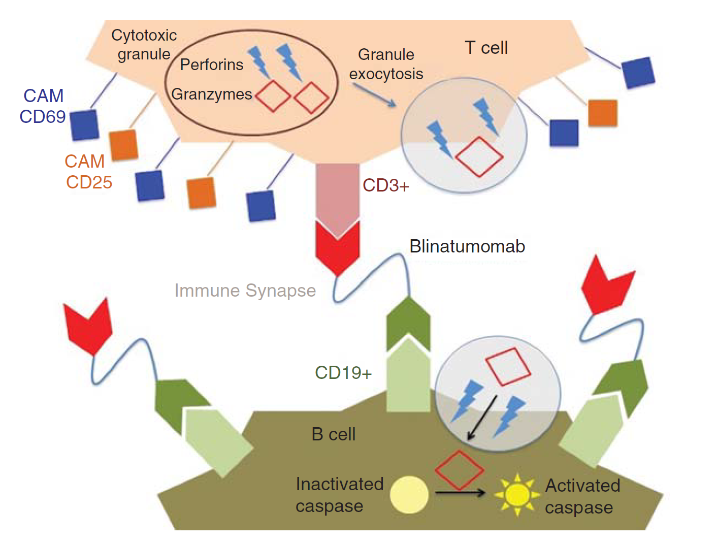 Fig.1 Mechanism of action of blinatumomab. (Rogala, 2015)