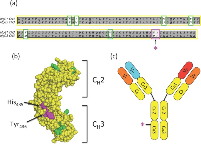 Fig. 1 Structure of the bispecific antibody REGN1979. (Smith, 2015)