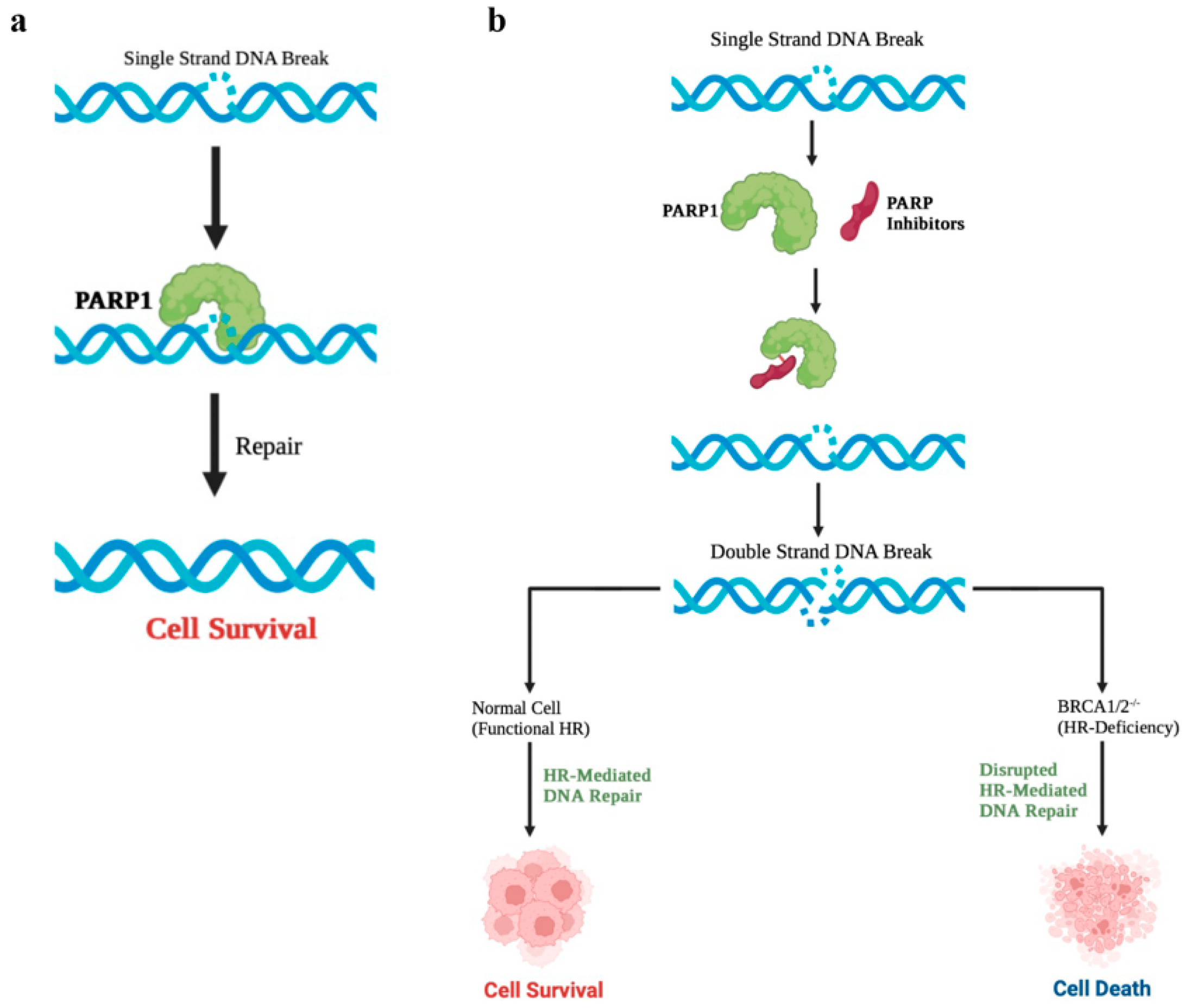 Figure 1. Mechanism of PARP inhibitors. (Dilmac, 2023)