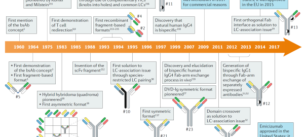 Fig. 1 | Timeline of conceptual and technical innovations contributing to the development of the therapeutic bsAb landscape. (Labrijn, 2019)