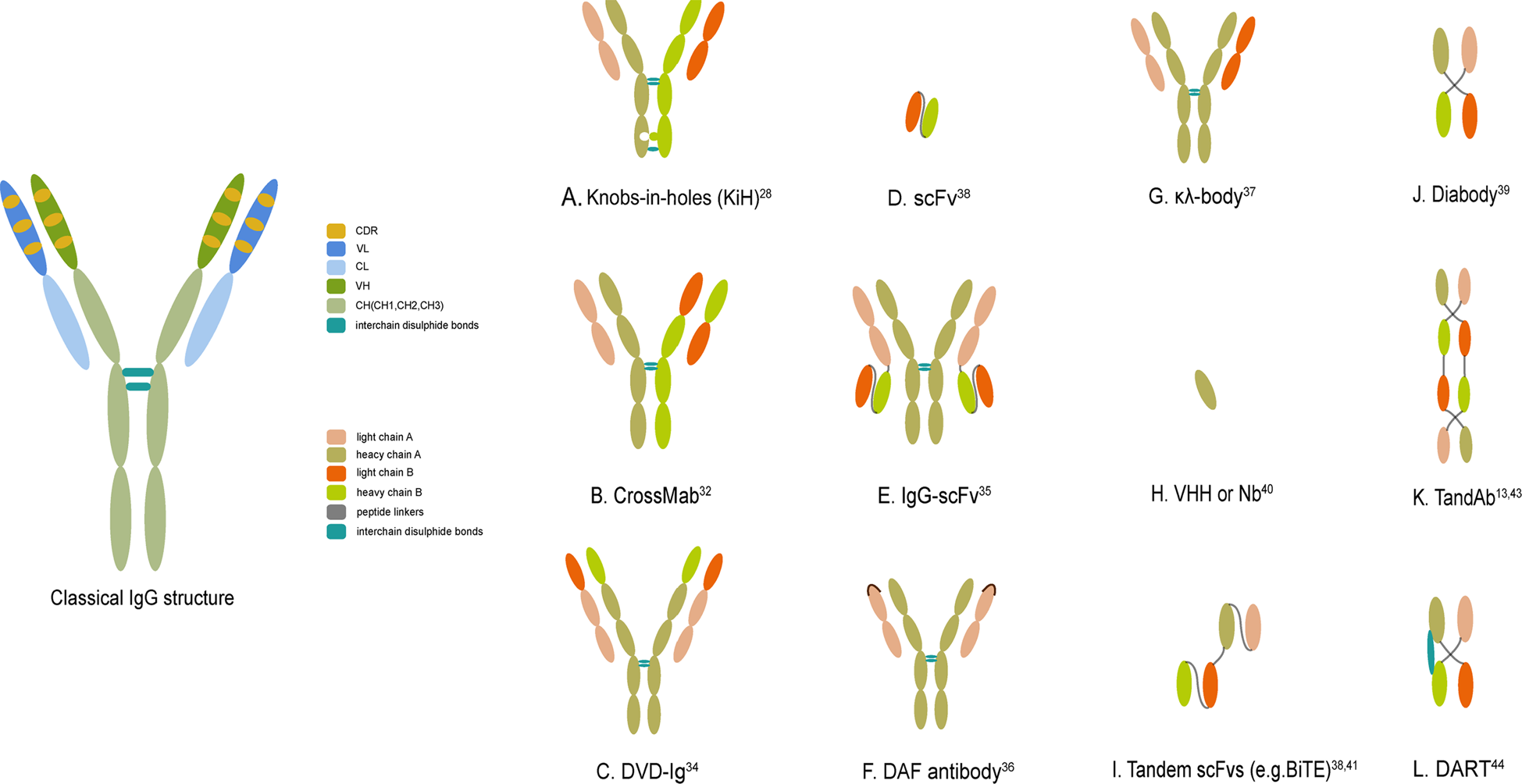 Fig. 1 The classical IgG structure and schematic representations of several crucial bsAb formats. (Li, 2020)