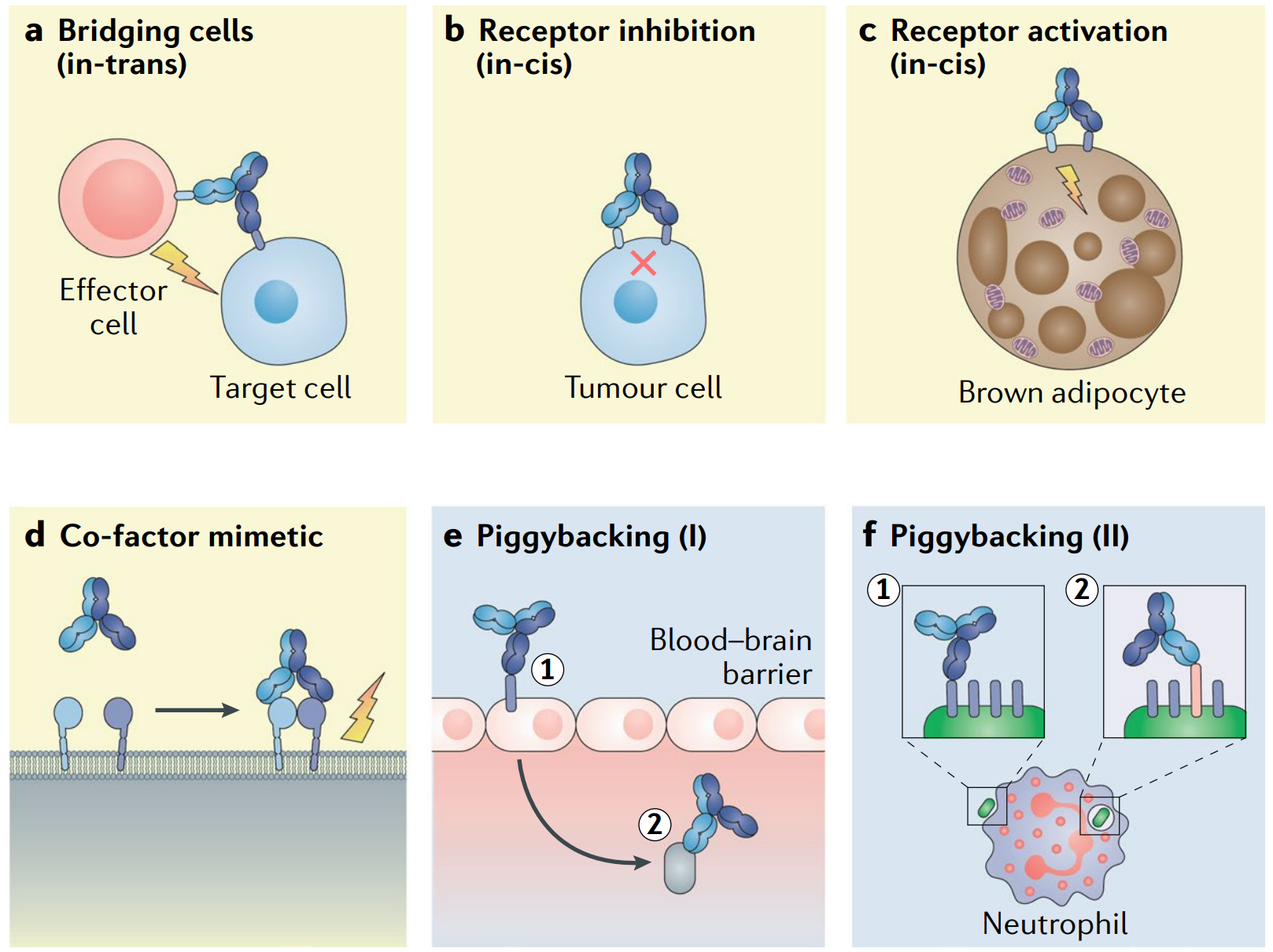Fig. 5 Examples of obligate mechanisms of action of bsAbs. (Labrijn, 2019)