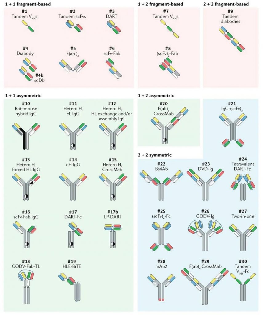 Overview of Bispecific Antibody Drug Technology (Part II) Creative
