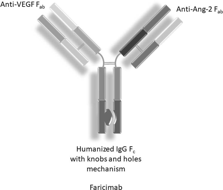 Fig. 1 Faricimab structure. (Sharma, 2020)