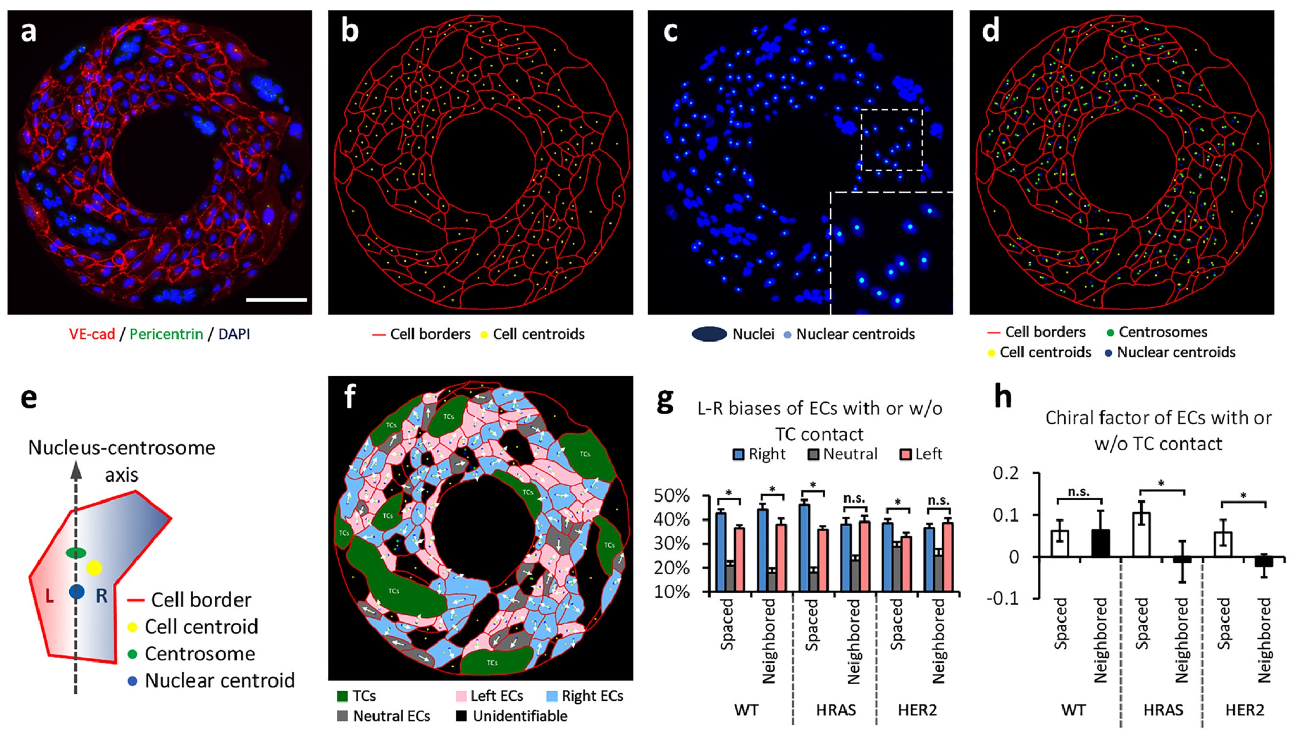 Fig.1 Interacting with tumor cells weakens the intrinsic clockwise chirality of endothelial cells. (Hang, 2022)