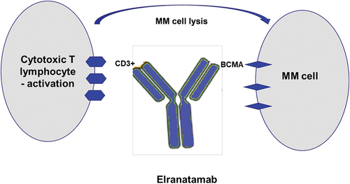 Fig. 1 Mechanism of action of Elranatamab. (Grosicki, 2023)