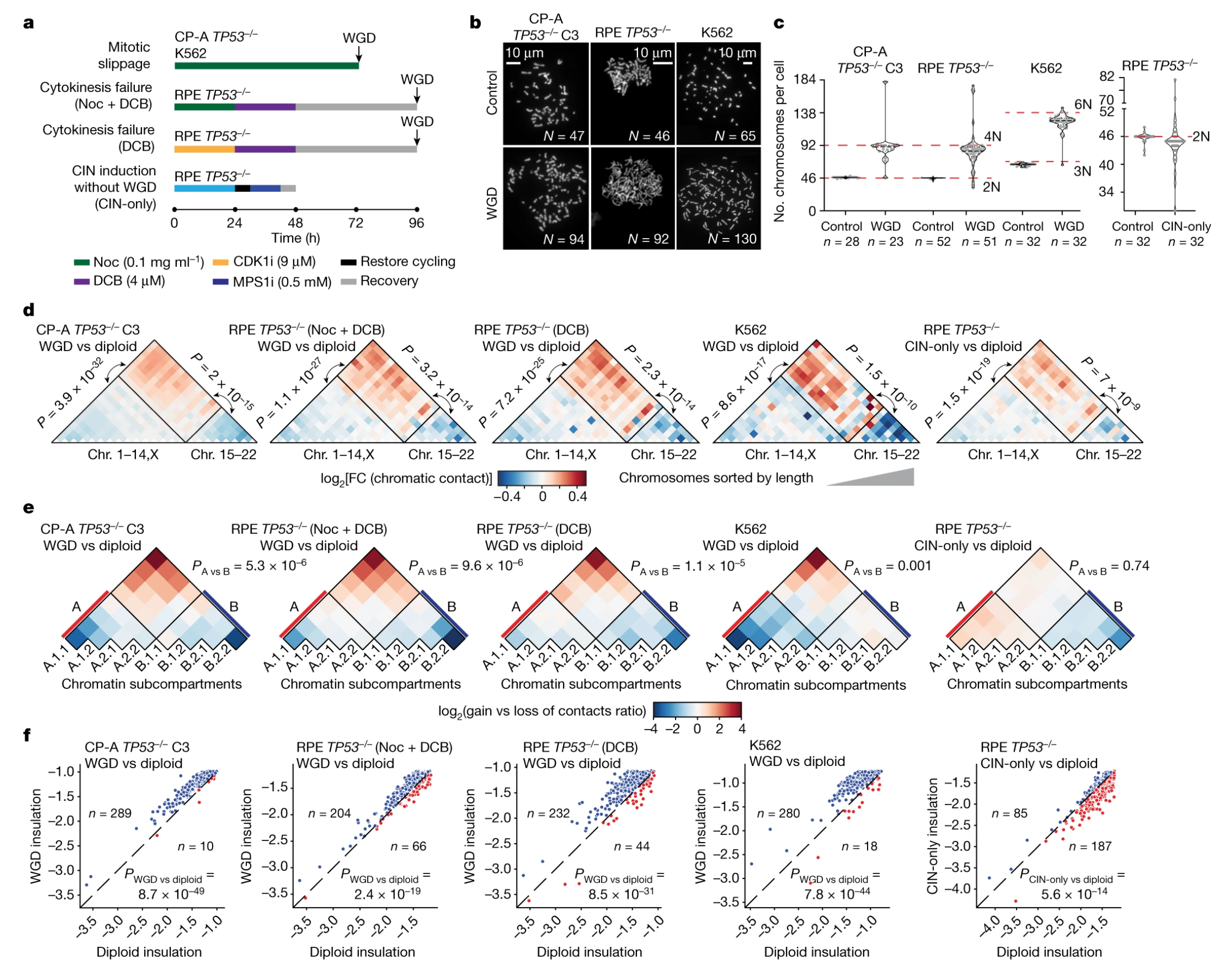 Fig. 1 Whole-genome doubling drives oncogenic loss of chromatin segregation (Lambuta, 2023)