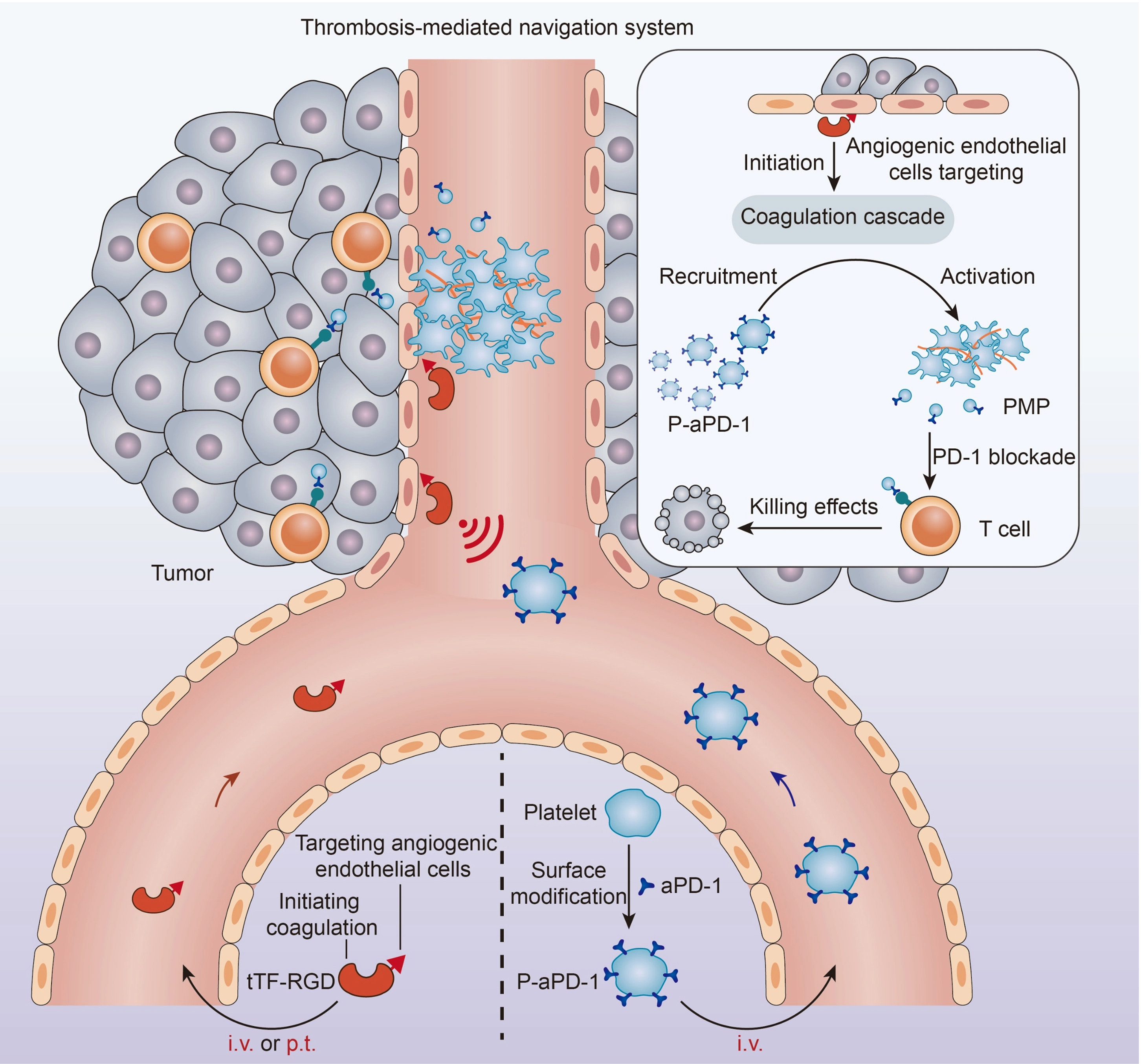 Fig. 1 Schematic of the thrombosis-mediated navigation system for P-aPD-1 (Wang, 2023)