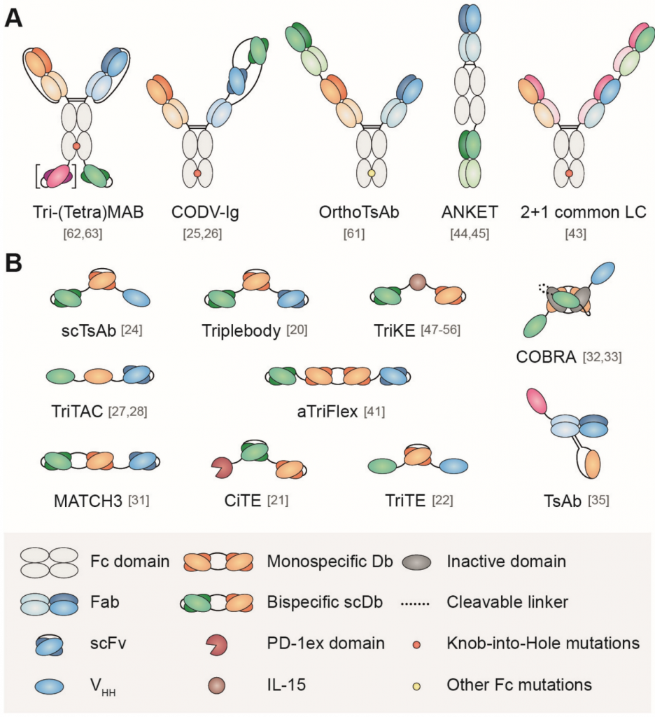 Multispecific Antibodies Enhance the Effectiveness of Cancer