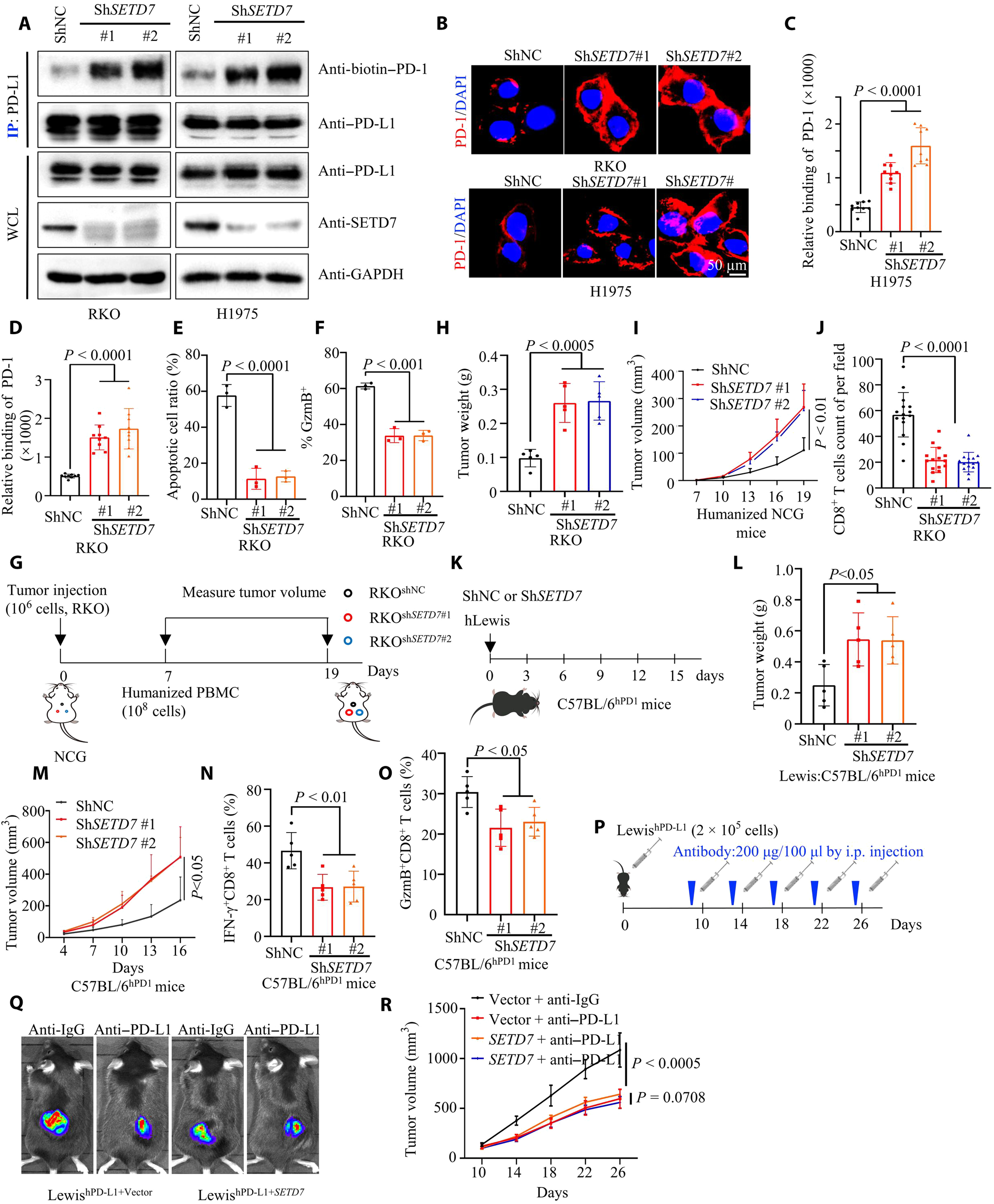 Fig.1 PD-L1 methylation restricts PD-L1/PD-1 interactions to control cancer immune surveillance (Huang, 2023)