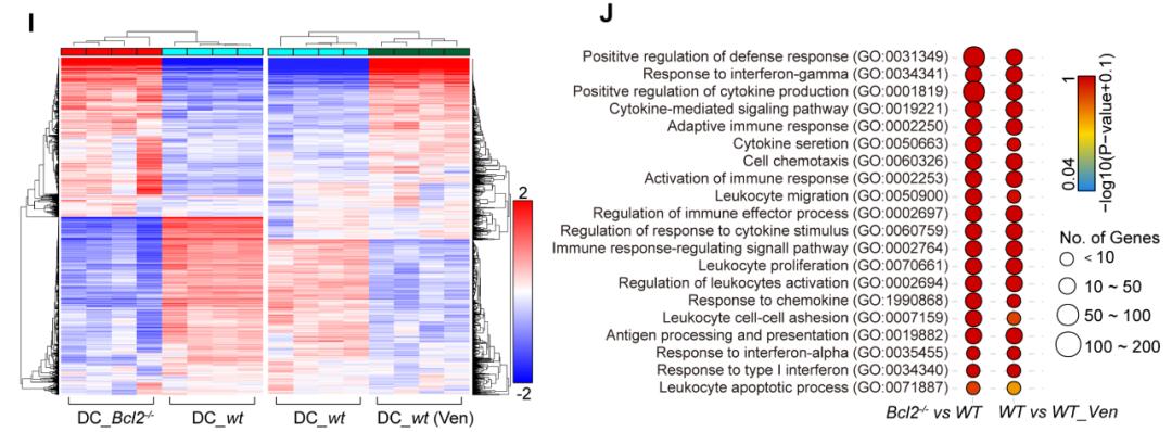 Fig. 1 BCL2 inhibition reveals a dendritic cell-specific immune checkpoint that controls tumor immunosurveillance (Zhao, 2023)