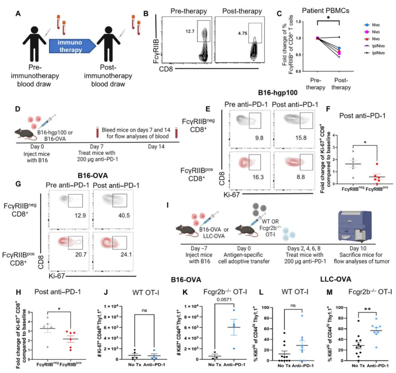 Fig. 1 FcγRIIB expressed on CD8+ T cells limits responsiveness to PD-1 checkpoint inhibition in cancer (Bennion, 2023)