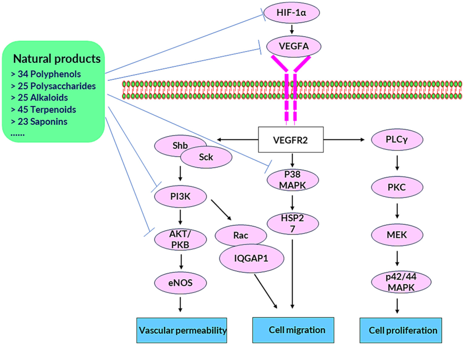 Fig. 1 Natural products targeting tumour angiogenesis (Lu, 2023)