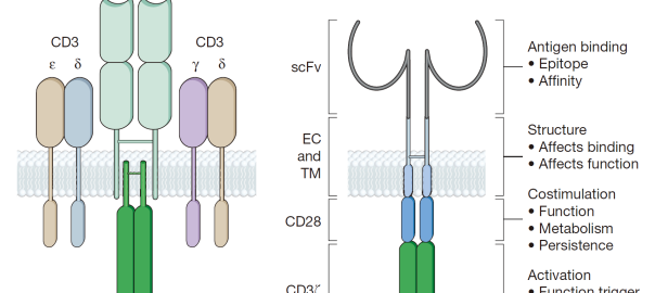 Fig.1 Structures of T cell receptor and chimeric-antigen receptor (Sadelain, 2017)