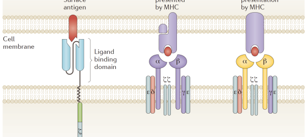 Fig. 1 Chimeric antigen receptors and T cell receptors (Kingwell, 2017)