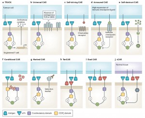 What the Next Generation T Cell Therapy Looks Like – Creative Biolabs ...