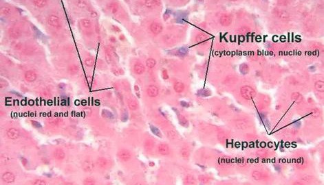 Liver tissue staining sections: endothelial cells (left), Kupffer cells (middle), and hepatocytes (right)