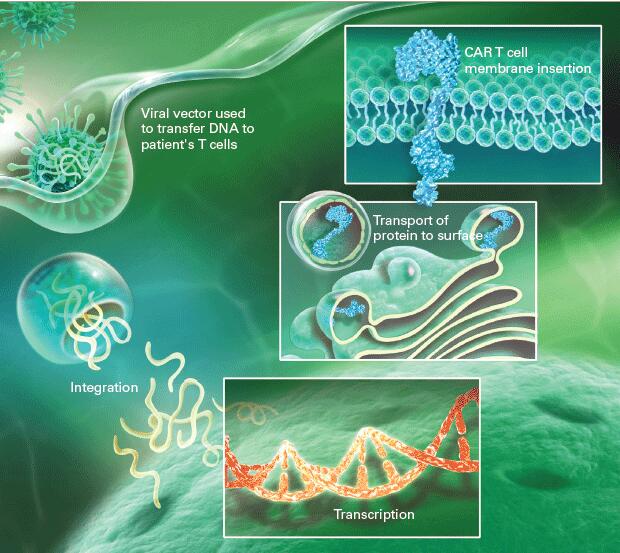 Yescarta CAR T Cell Therapy
