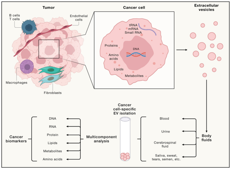 The Role of Extracellular Vesicles in Cancer and Future Prospects ...