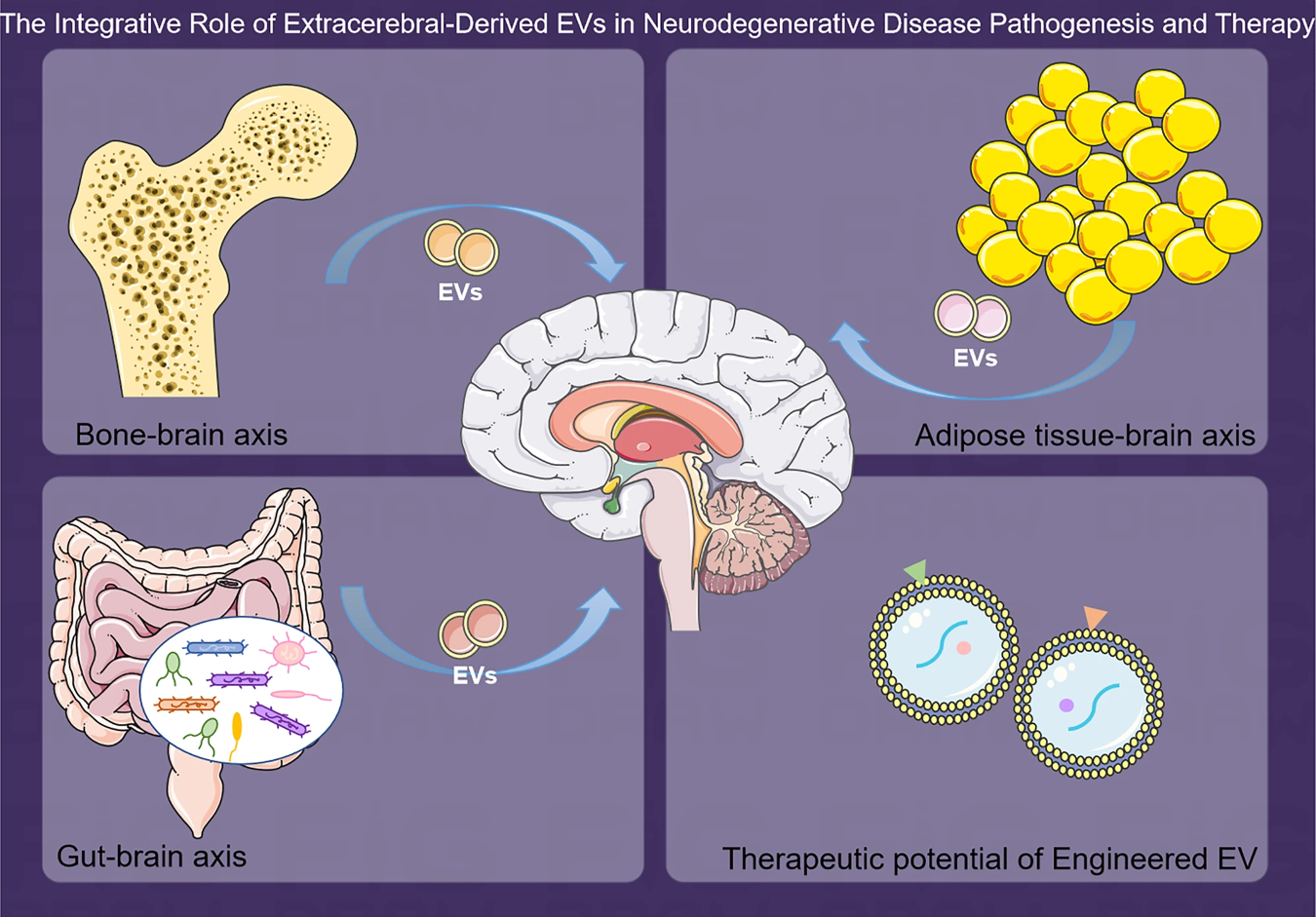 The Regulatory Role and Therapeutic Potential of Peripherally Derived ...